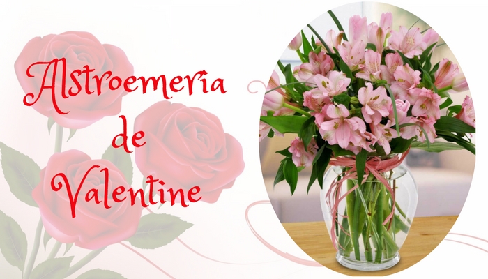Alstroemeria