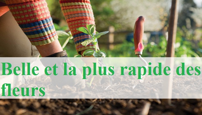 7 belle et la plus rapide des fleurs