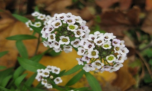 Alyssum Doux
