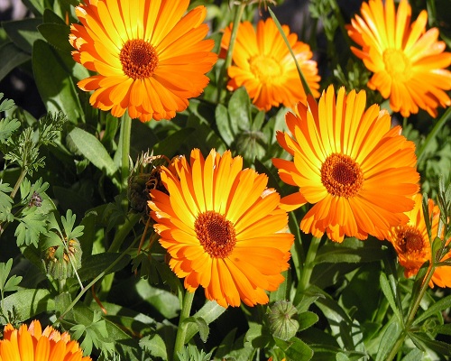 Calendule