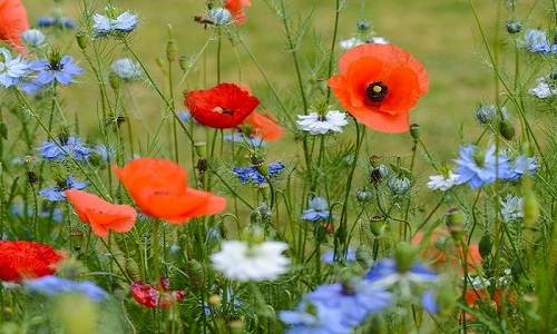 Coquelicots