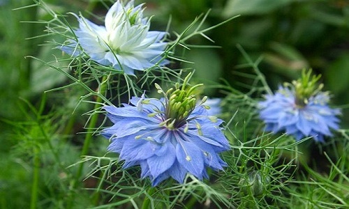 Nigelle