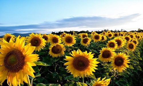 Tournesol