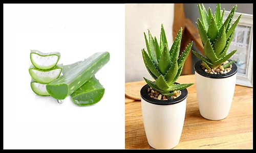 Aloe Vera