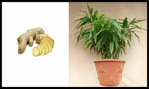 Gingembre