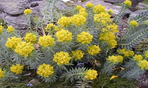 Euphotbia Rigida