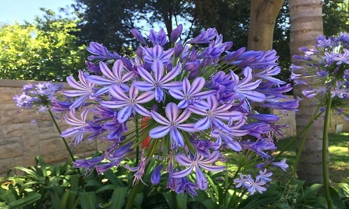 Agapanthus praecox