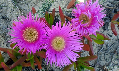 Corpobrotus spp