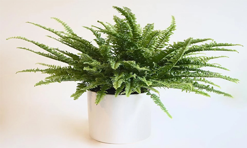 Boston Fern