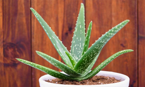 Aloe