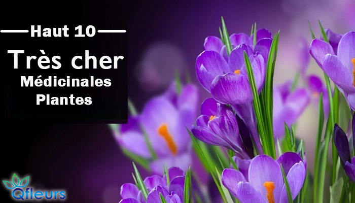 Les plantes médicinales