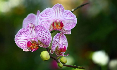 orchids