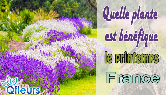 Quelle plante est bénéfique pour le printemps en France