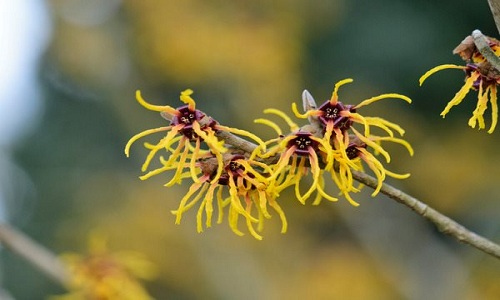 Hamamelis