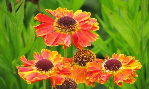 Helenium