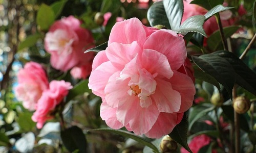 Camelia