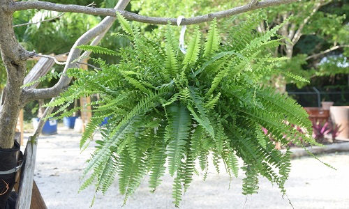 Boston Fern