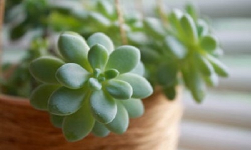 Plante succulente