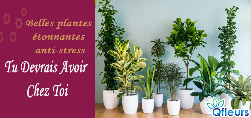 beautiful amazing strees buster house plants