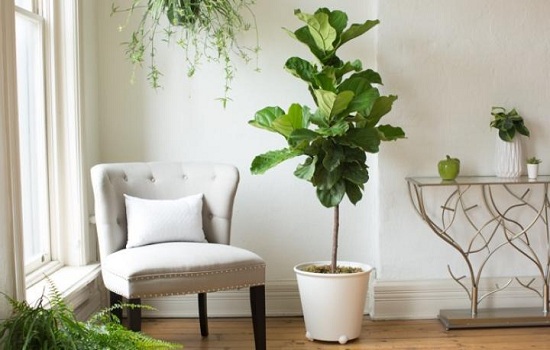 Figue de feuille de violon