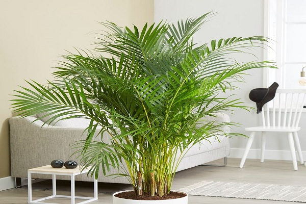 Areca Palm