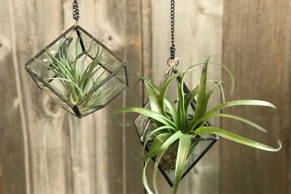 Air plant