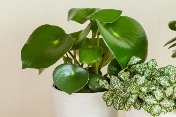 Peperomia Green