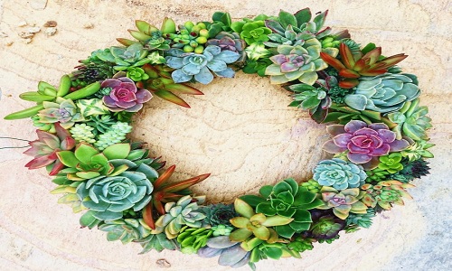 Couronne Succulente
