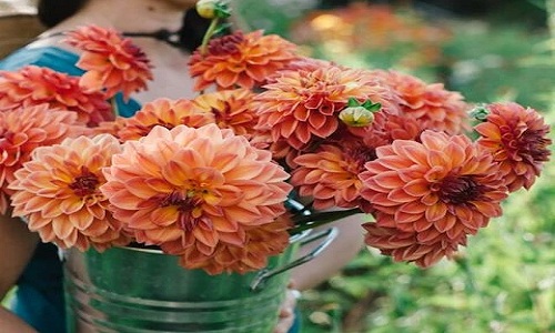 Dahlias rouge cerise