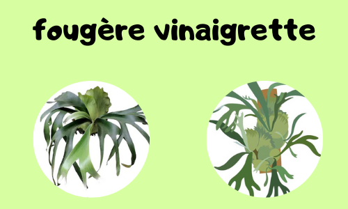 Fougère vinaigrette