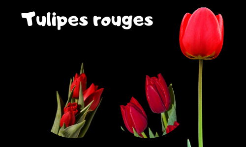 Tulipes rouges