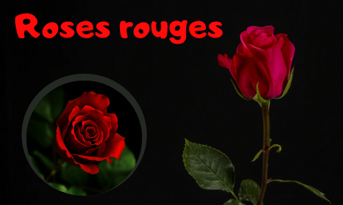 Roses rouges