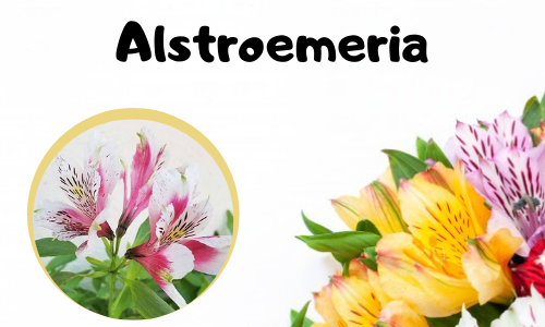 Alstroemeria