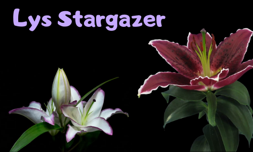 Lys Stargazer