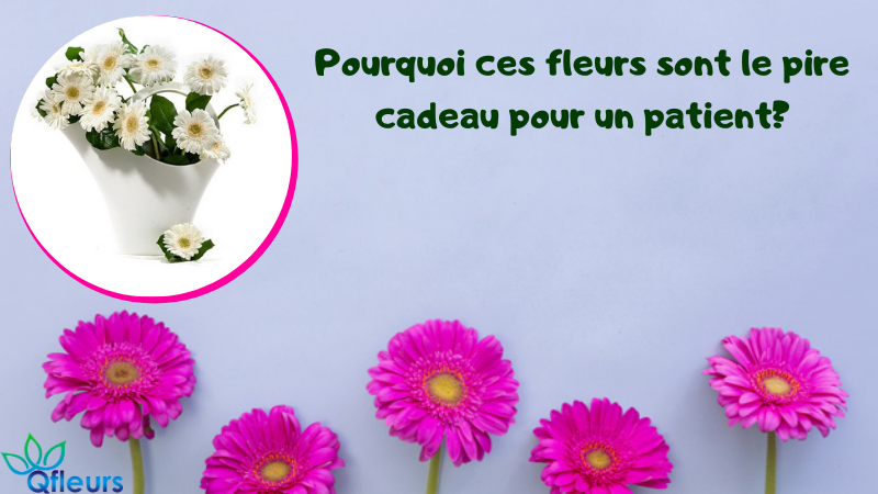 Pourquoi ces fleurs sont le pire cadeau pour un patient?