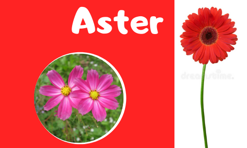 Aster