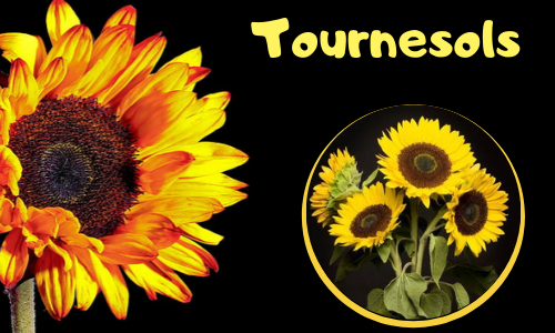 Tournesols