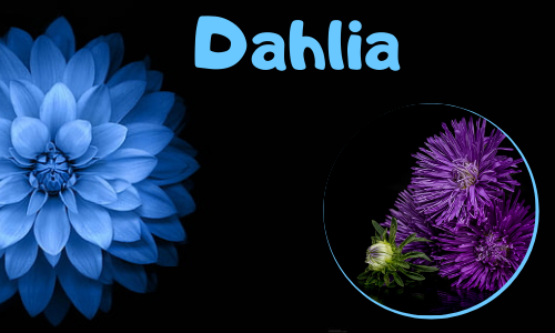Dahlia