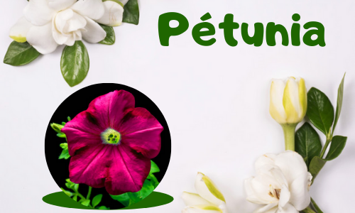 Pétunia