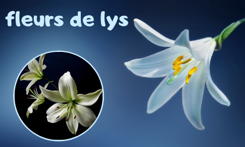 fleurs de lys