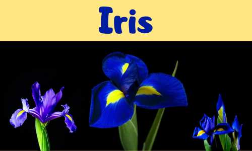 Iris