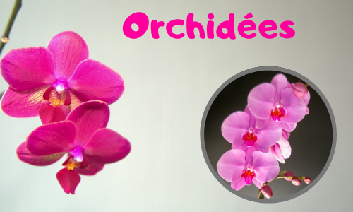 Orchidées