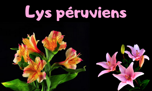 Lys péruviens
