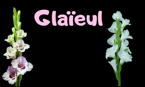 Glaïeul