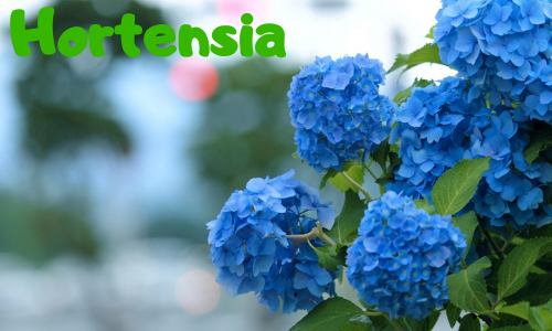 Hortensia