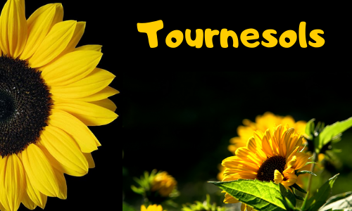 Tournesols