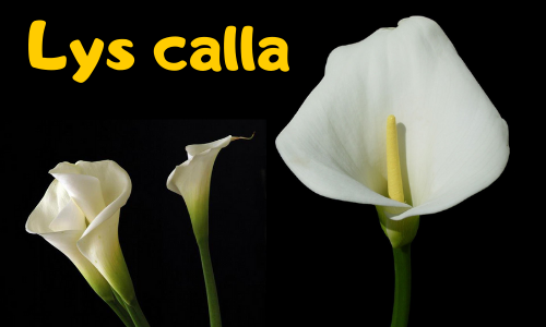 Lys calla