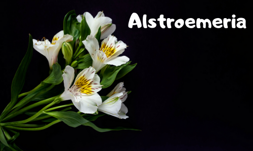 Alstroemeria