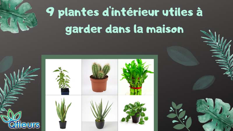 9 plantes d'intérieur utiles à garder dans la maison