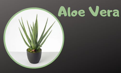 Aloe Vera